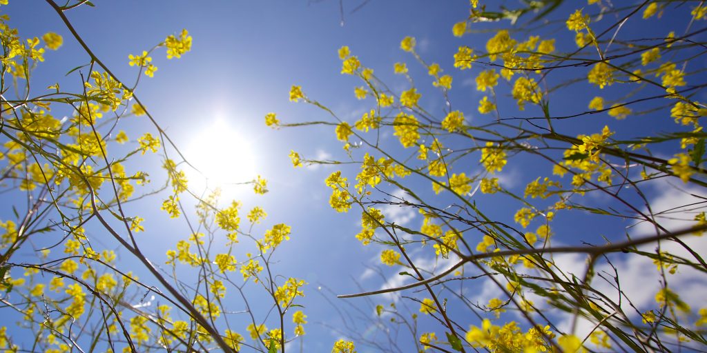 5 top tips on how to help hay fever