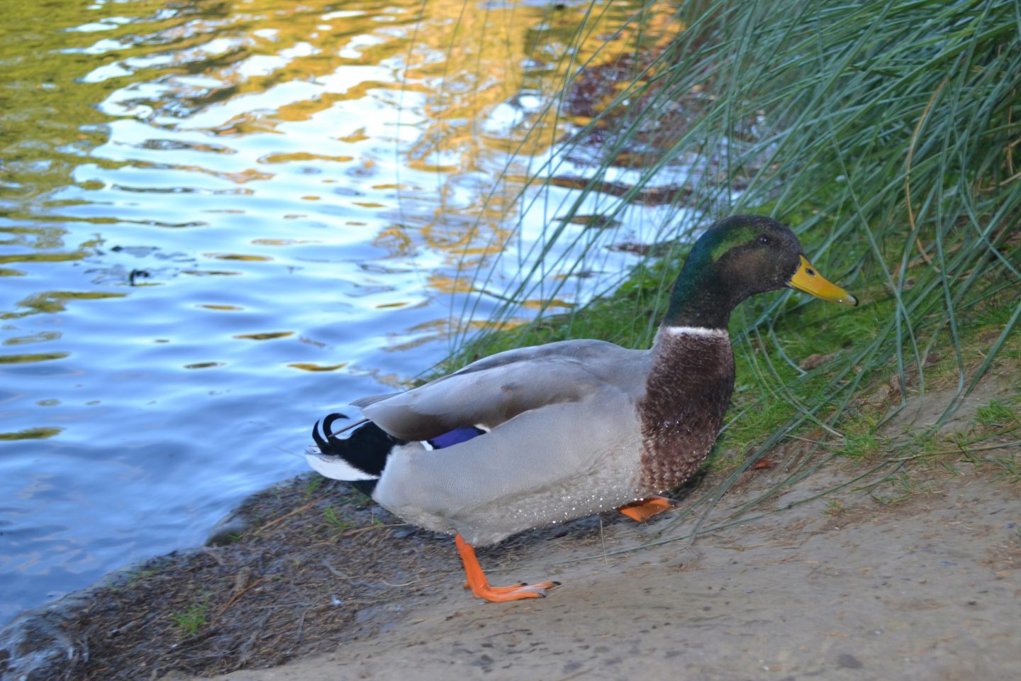 Duck at Sheffield Park