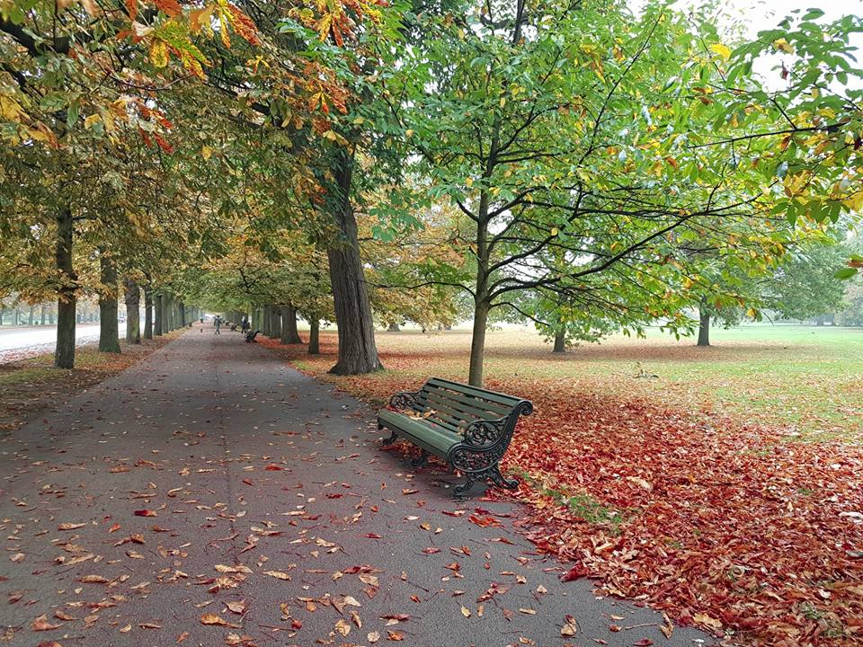 Greenwich Park and Autumn leaves