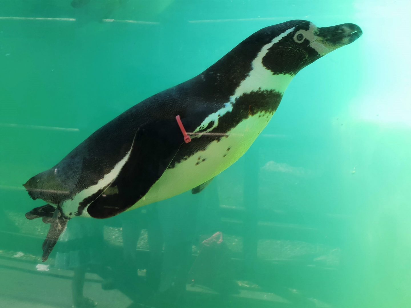 Humboldt penguin at Folly Farm, Pembrokeshire in Wales