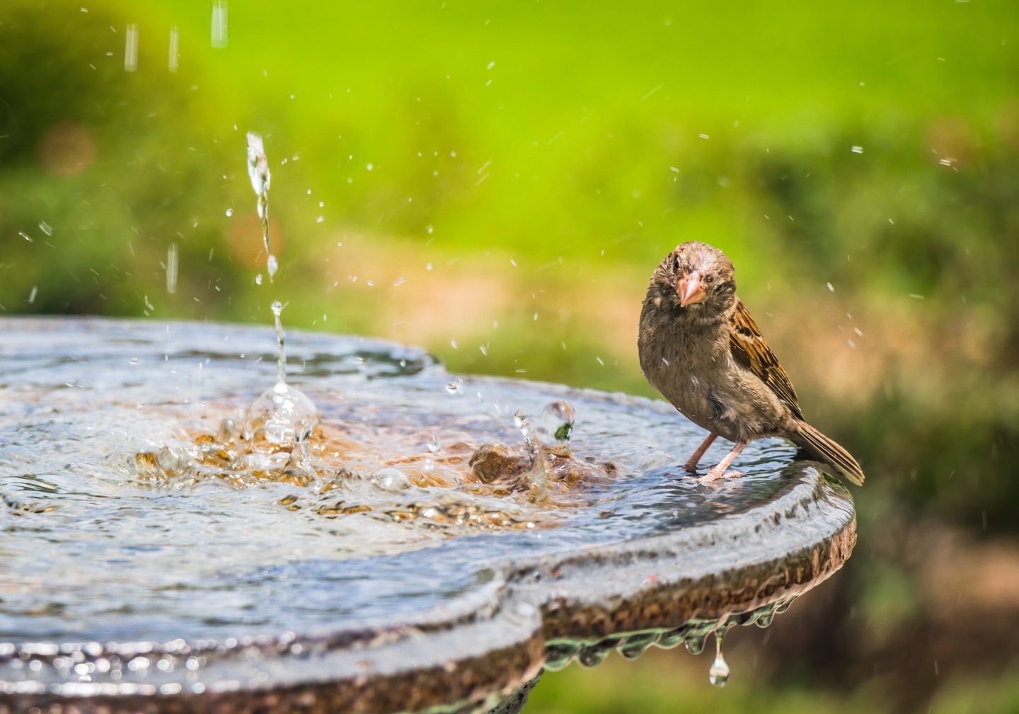 Sparrow sitting on the edge of a birdbath in a garden which has a water fountain just out of shot