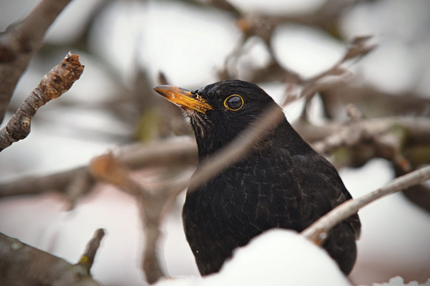 Blackbird peering out from between twigs in tree in the snow