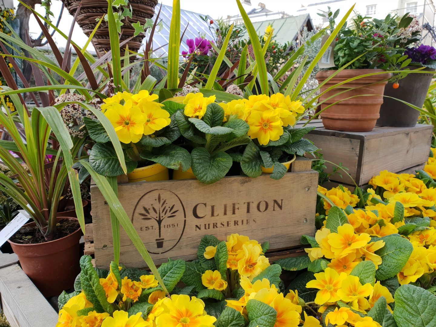 Yellow Flowers at Clifton Nurseries in Maida Vale, London
