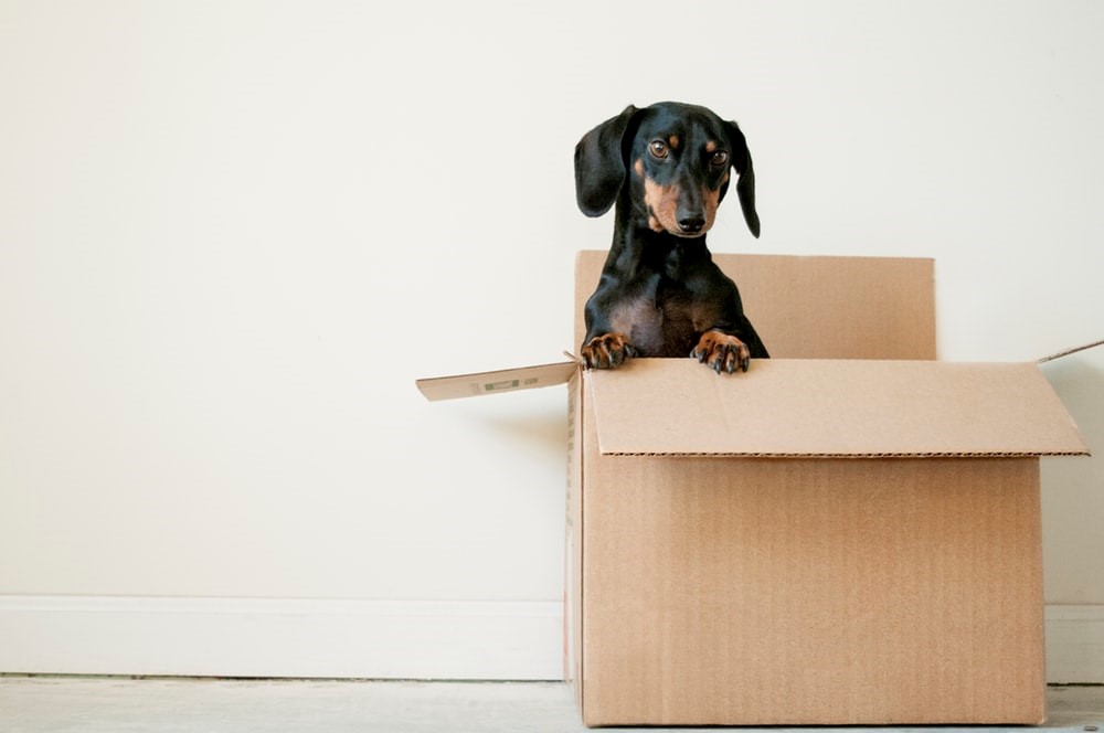 Dog in moving house box