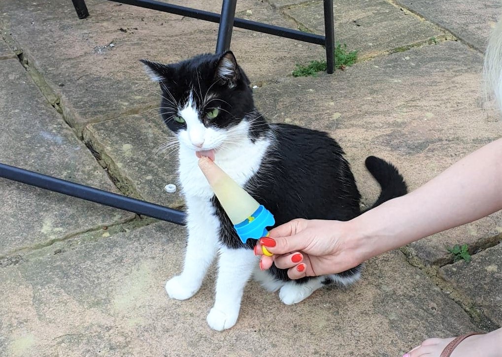 Black and white cat licking tuna ice lolly