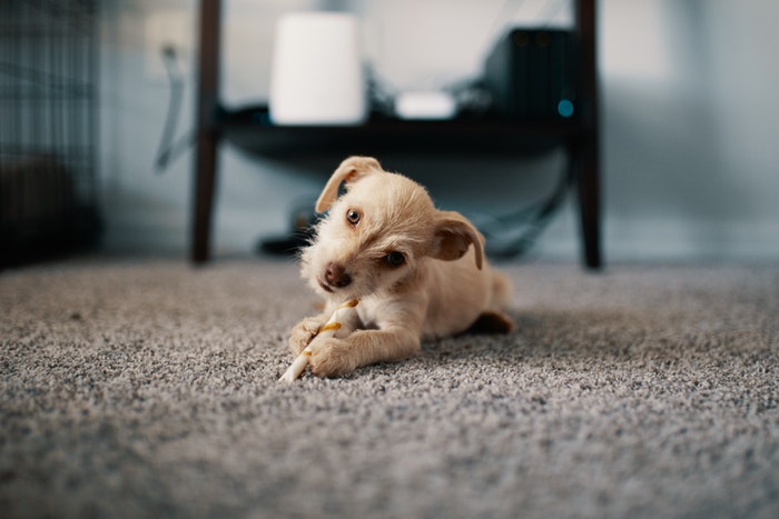 Pet puppy on carpet