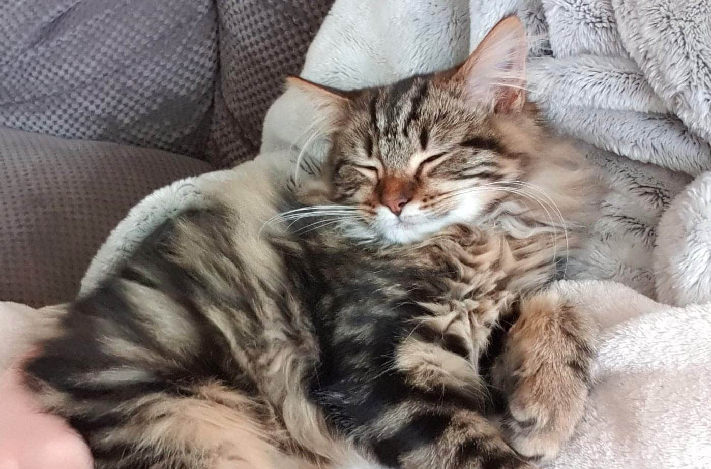Sleeping adopted tabby cat curled up in dressing gown arm