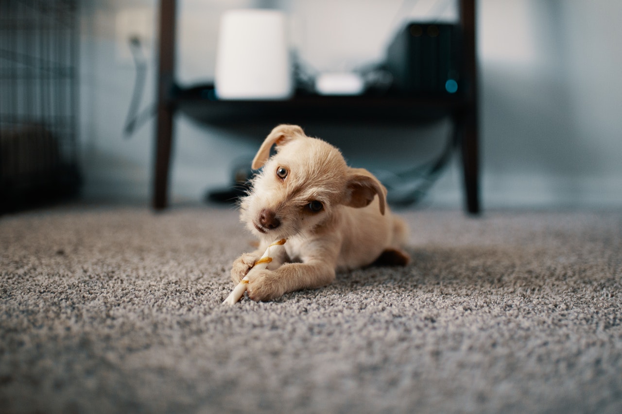 Carpet cleaning is needed when you have pets