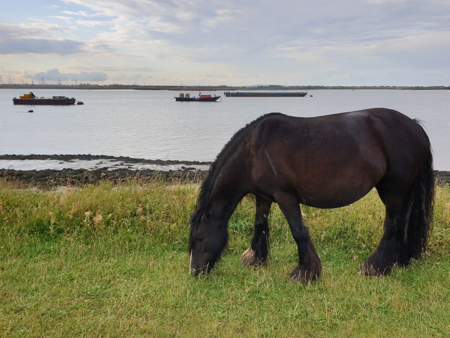 Pony on the Thames marshes