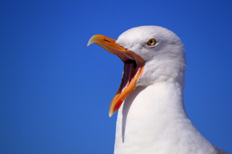 funny seagull