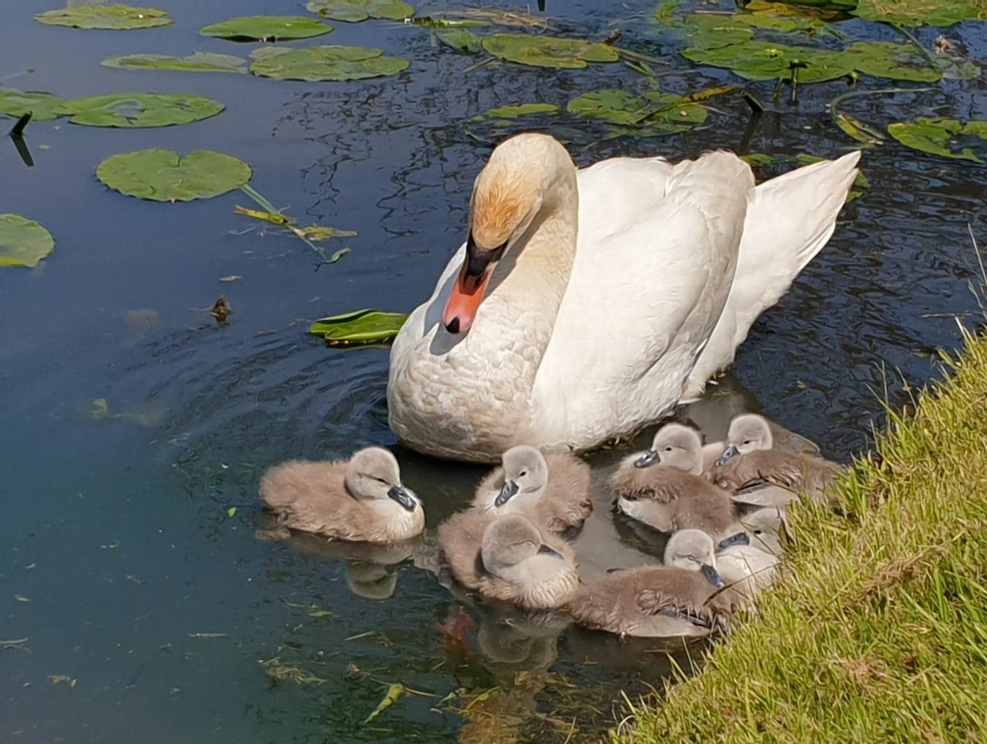 Swan and cygnets at Hever Castle