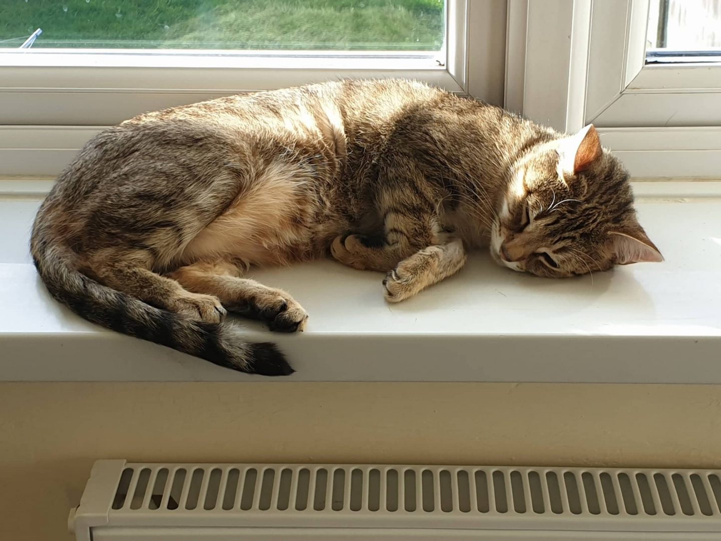 Tabby cat sunbathing on windowsill