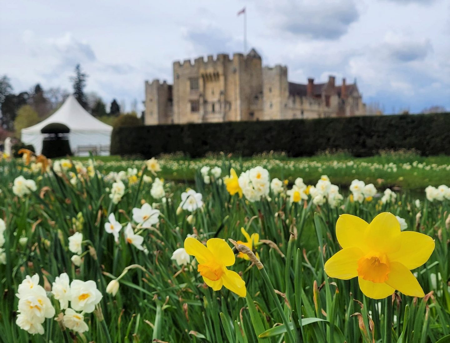 Daffodils in the spring at Hever Castle