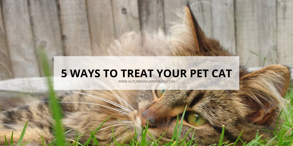 5 Ways to Treat Your Pet Cat