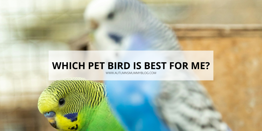 Which pet bird is best for me?