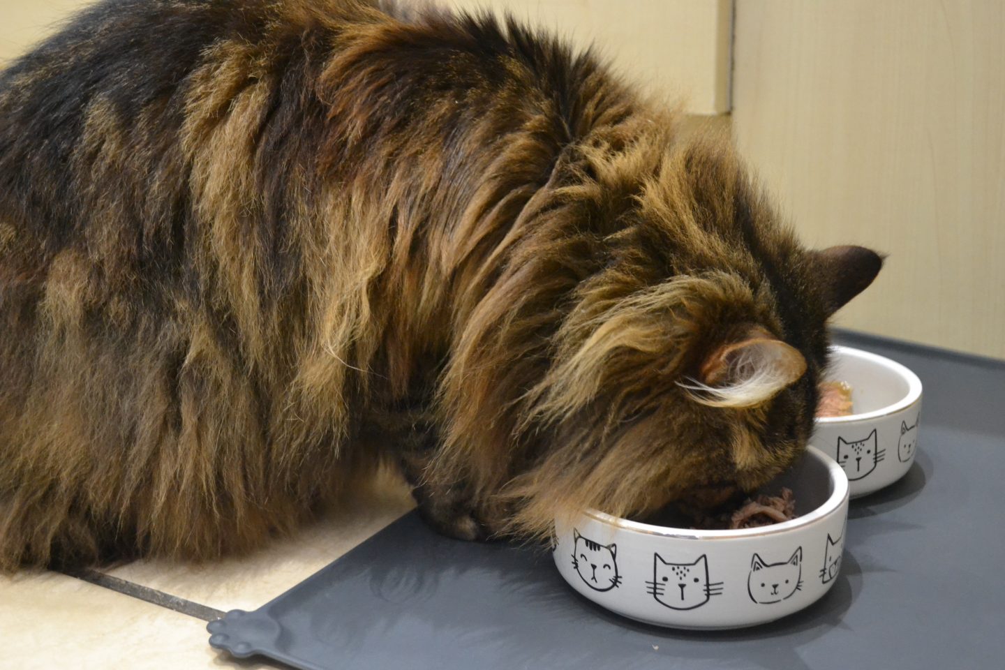 Long haired tabby cat eating Untamed cat food
